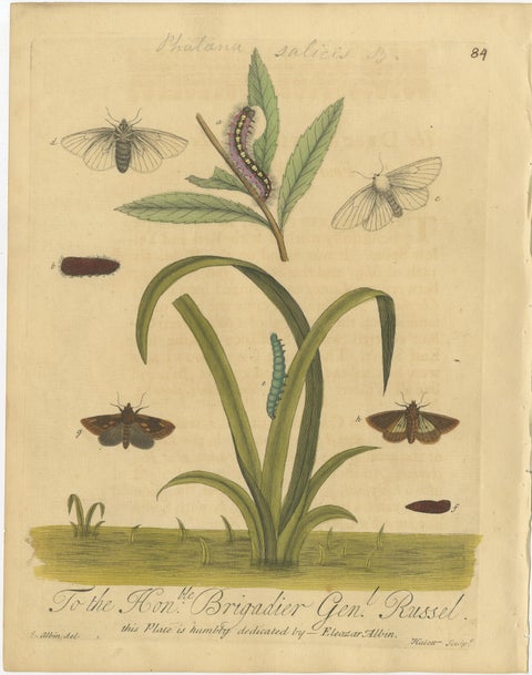 Antique Entomology Print, English Insects on Oak, Willow & Elm, Albin 1720, view 5