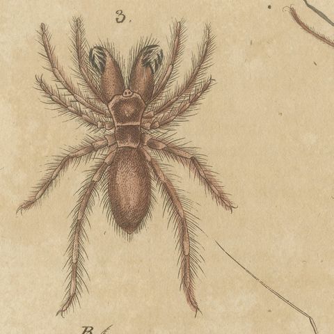 Whip Scorpion, Tarantula and Red Mite, Antique Bertuch Print, circa 1820, close-up 5