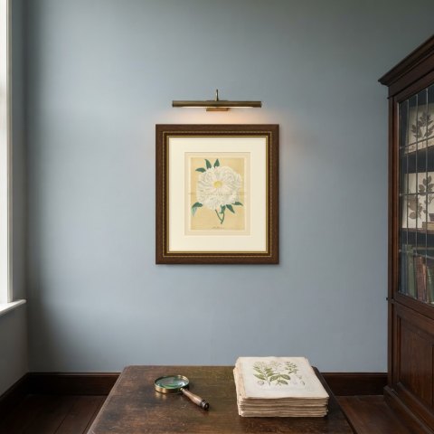 White Tree Peony Princesse Marie des Pays Bas, Paeonia Moutan, 1858, shown framed on a wall
