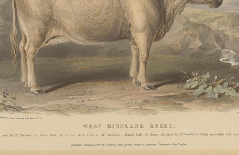 Cow and Young Bull of the West Highland Breed from the Scottish Highlands - 1840, close-up 2