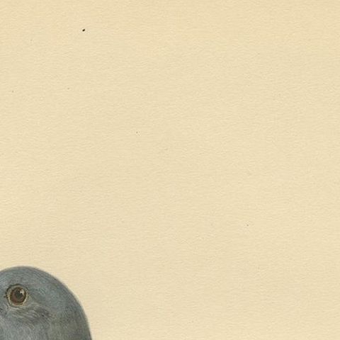 Antique Bird Print of the Stock Dove by Von Wright, 1929, close-up 1