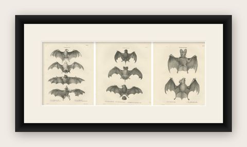 Anatomical Studies of Bats from 'The Mammals' Natural History Publication, 1836, shown framed
