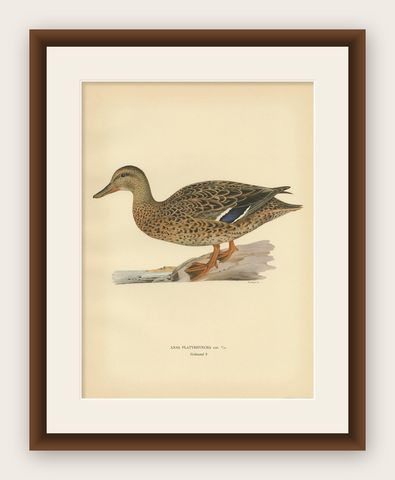 Antique Bird Print of a Female Domestic Duck by Von Wright, '1929', shown framed