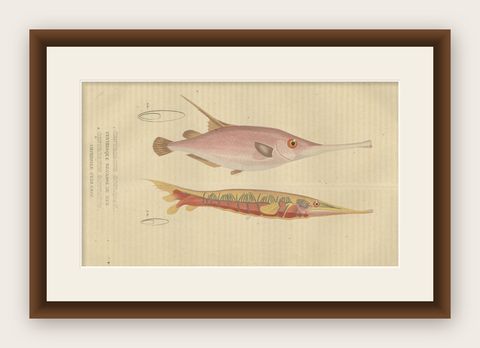 Underwater Elegance: Razorfish and Shrimpfish - A Marine Engraving Study, 1845, shown framed