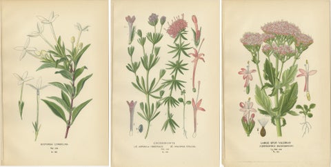 Antique Botanical Prints: Bouvardia Longiflora, Crossworts & Large Spur Valerian, view 5