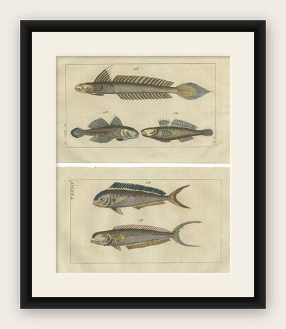 Set of 2 Antique Fish Prints - Dolphin Fish - Goby - Sand Tilefish, shown framed