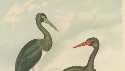 Black Storks by the Water, Elegant Antique Bird Chromolithograph c.1880, close-up 4