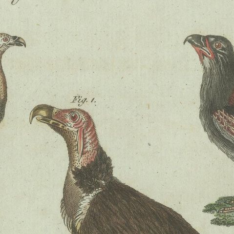 Original Antique Bird Print of African and Asian Vultures, c.1800, close-up 4