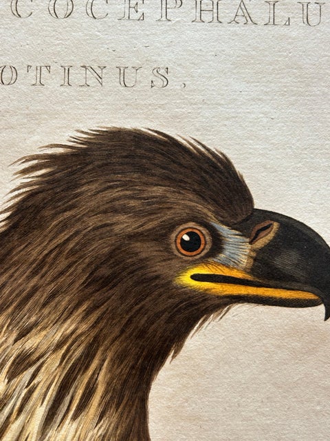 White-Tailed Eagle, Falco Leucocephalus Hornotinus, Antique Bird Print c.1829, view 5