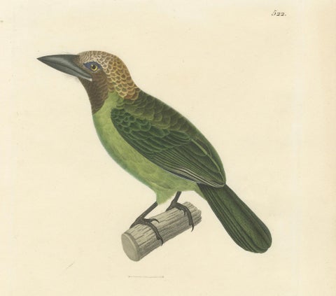 Ornithological Illustration of the Adult Corbin Barbet (Barbu corbin), 1838, close-up 3