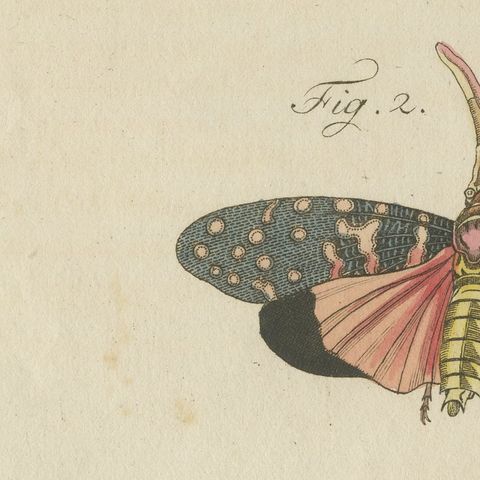 Walking Leaf and Chinese Lantern Fly, Antique Bertuch Print, Vienna, circa 1805, close-up 6