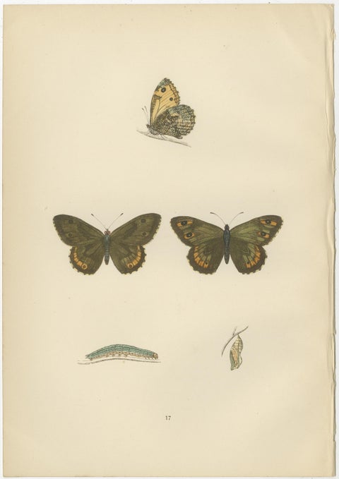 Metamorphosis Montage: The Lepidopteran Lifecycle, 1890, view 3