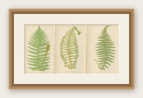 Antique Hand-Colored Fern Prints - Aspidium Filix-Mas Series, Botanical Art 1868, shown framed