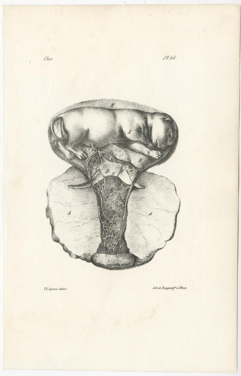 19th Century Animal Anatomy Prints by Lejeune, circa 1840, view 4