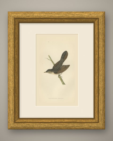 Grasshopper Warbler with Spread Wings on a Twig, Morris Print, 1896, shown framed