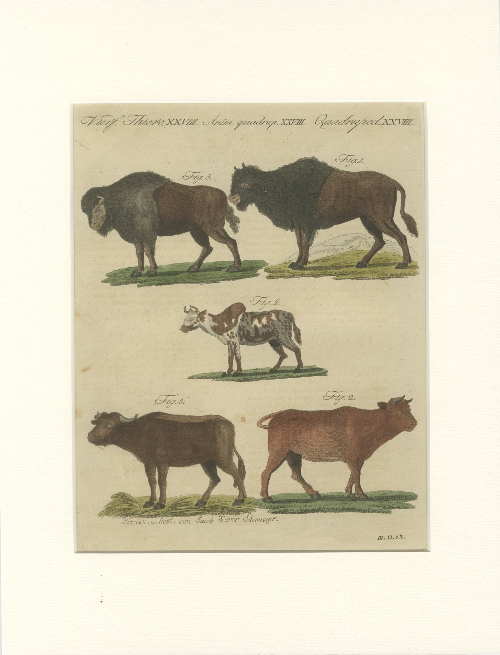 Antique Yak, Indian Cattle, Buffalo & Musk Ox Engraving, Bertuch, 1796