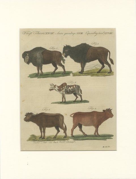 Antique Yak, Indian Cattle, Buffalo & Musk Ox Engraving, Bertuch, 1796