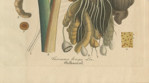 Antique Turmeric Botanical Print, Curcuma Longa, Hand Colored, c.1831, close-up 3