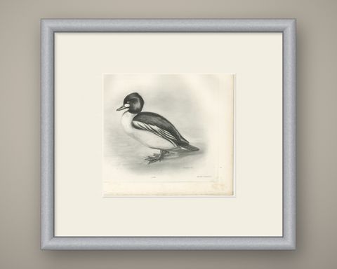 Goldeneye, Antique Bird Print after Lilian Medland, circa 1909, shown framed