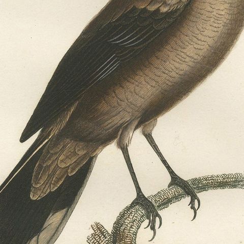 An 1807 Large Hand-Finished Ornithological Study of a Northern Shrike, close-up 6