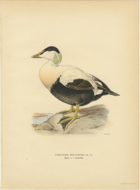 Antique Eider Duck Lithographs Set of 4, Somateria mollissima, Sweden 1929, view 7