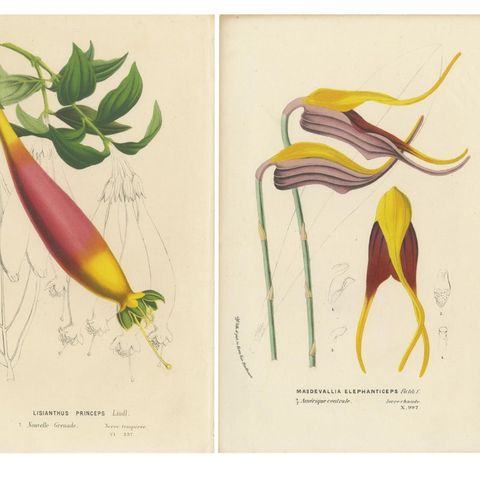 Floral Collection: Coral Drops, Prairie Gentian, Monkey Orchid, Bellflower, 1875, close-up 1