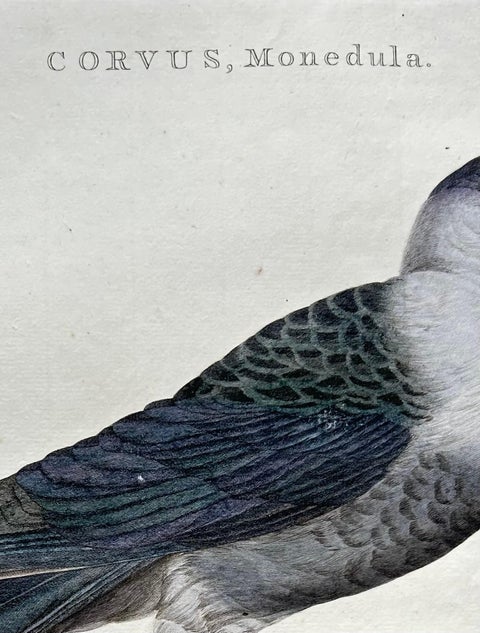 Western Jackdaw Print, Corvus Monedula by Nozeman and Sepp, 1797, view 9