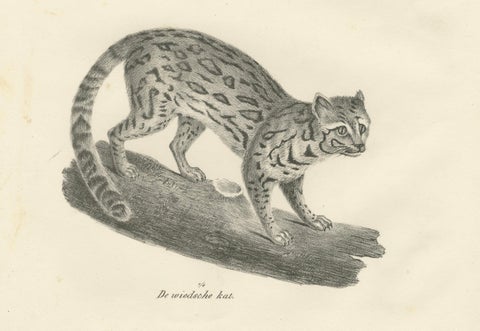 19th-Century Lithograph of the Long-Striped Tiger and Wild Asian Cat, close-up 3