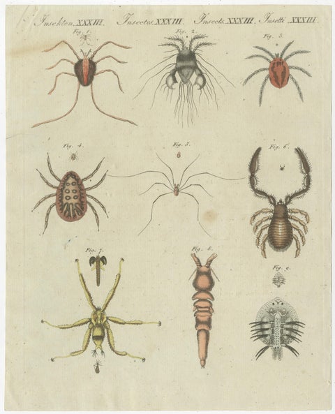 Set of Two Antique Prints of Various Insects Including Spiders and Mites, view 3