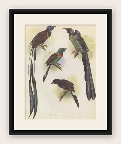 Antique Print of the Green-Breasted Sickle Bill Bird and Others '1950', shown framed