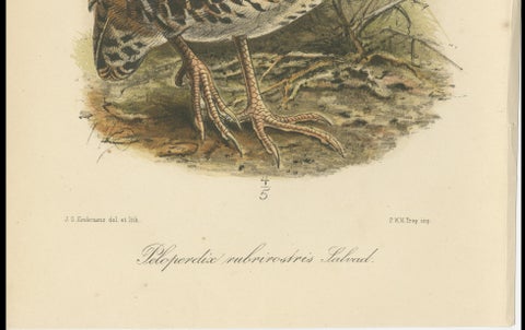 Antique Lithograph of Red-billed Hill Partridge by Keulemans, Sumatra c.1887, close-up 5