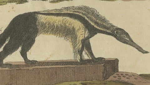 Antique Monkeys & South American Anteaters Engraving, Bertuch, c.1800, close-up 2