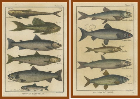 Natural History Engravings Compilation: Illustrations of Fish Species, 1790, view 4