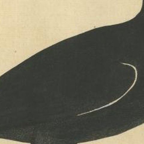 Antique Bird Print of the Eurasian or Australian Coot by Albin, c.1738, close-up 2