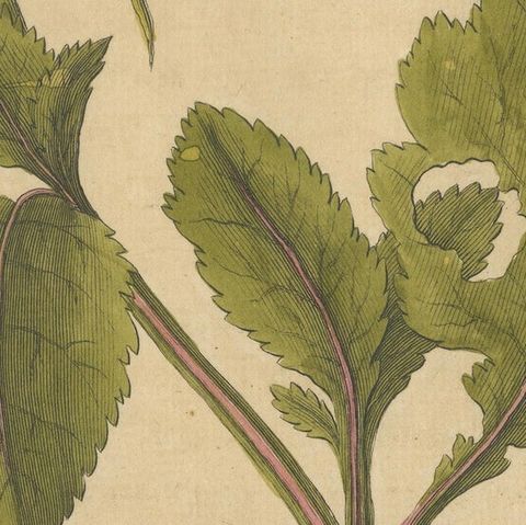 Butterfly Life Cycle on Flowering Plant, Albin Hand-Colored Engraving, ca.1720, close-up 5