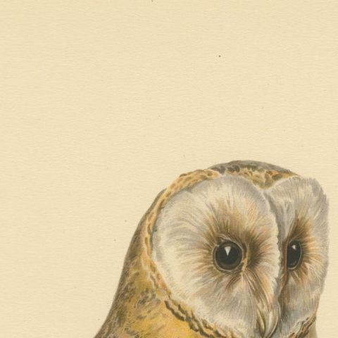 Original Hand-colored Barn Owl Lithograph by M. von Wright, 1927, close-up 5
