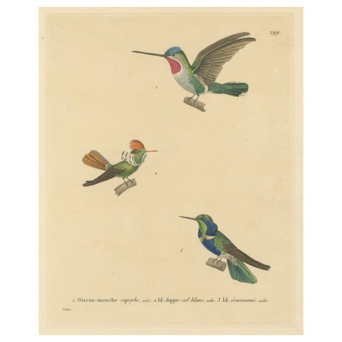 Ornithological Illustration of Hummingbirds by N.Huet and J.G.Prêtre, 1838