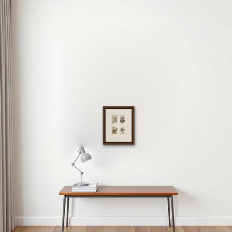 Set of 4 Antique Bird Prints Jay, Redstart, Jackdaw, Greenfinch, '1901', shown framed on a wall