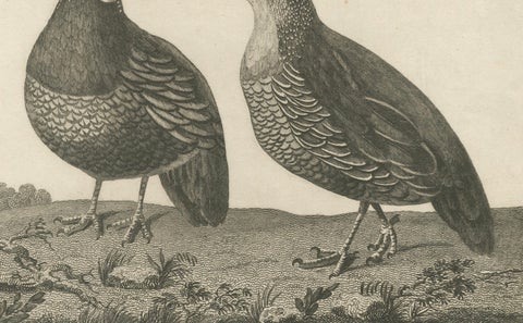 California Quail Pair, Partridge Couple of California, Antique Bird Print, 1798, close-up 2