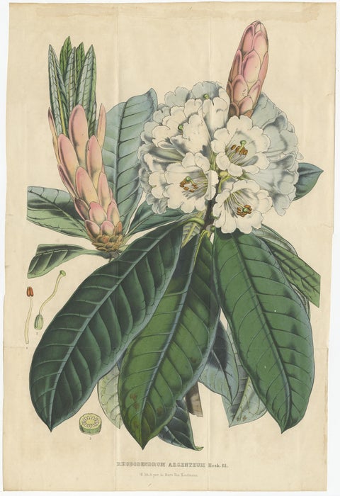 Set of 2 Antique Botany Prints, Rhododendron, by Louis van Houtte, 1849, view 3