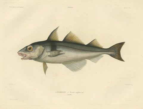 Antique Ichthyology Print, Haddock (L’Égrefin) from Gaimard Voyage, 1842, close-up 5