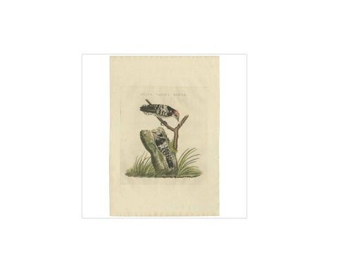Lesser Spotted Woodpecker, Picus Varius Minor, c.1809, view 2