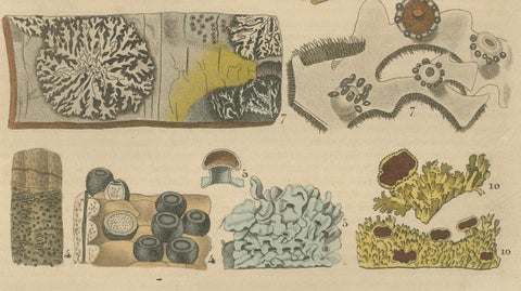 Lichen Varieties: A Collection of Symbiotic Elegance Engraved and Colored, 1845, close-up 2