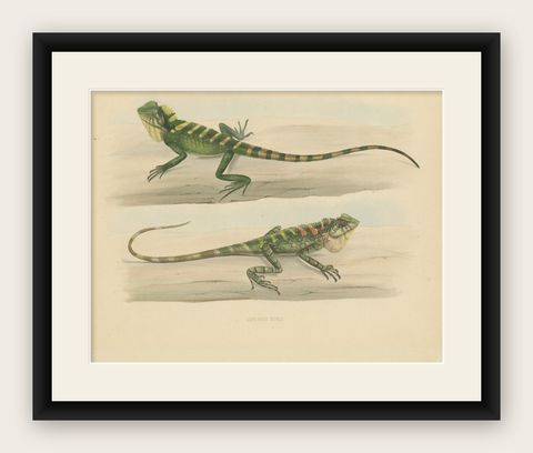 Antique Herpetological Print: Illustration of Green Crested Lizards, 1837, shown framed