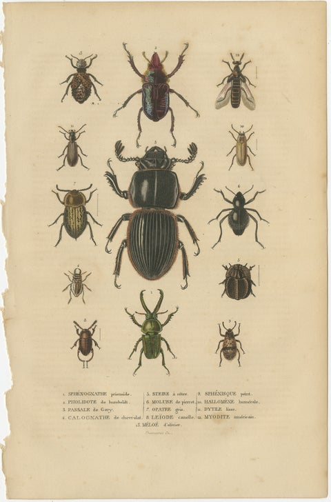 Entomological Elegance: An Original Antique Catalogue of Beetles, 1845, view 2
