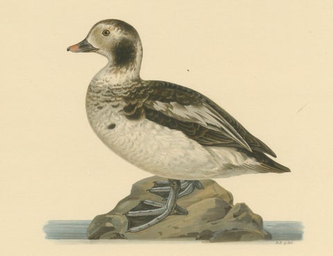 Winter's Youth: A Bird Print of The Young Long-tailed Duck by Magnus von Wright, close-up 2
