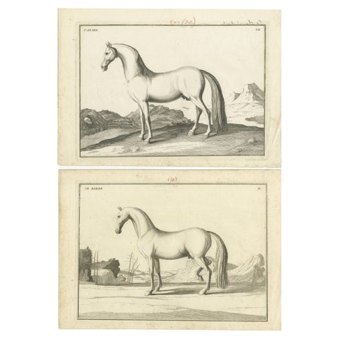 Set of 2 Antique Horse Prints: l'Arabe & Le Barbe, 1739