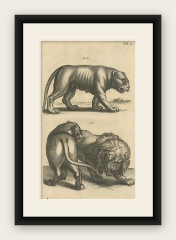 Original Antique Engraving of a Lion and Lioness, shown framed