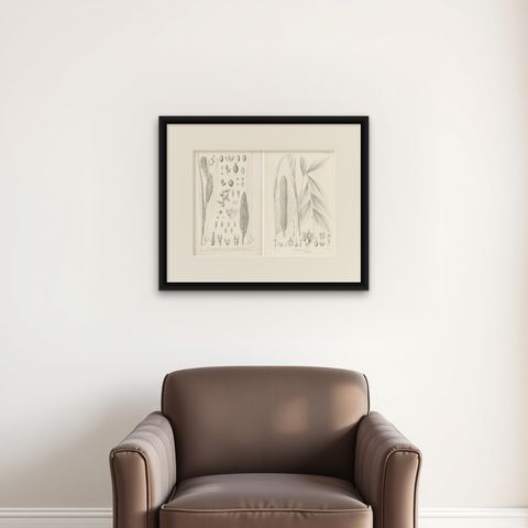 Set of 2 Botany Prints of Palm Species by Blume 'c.1840', shown framed on a wall