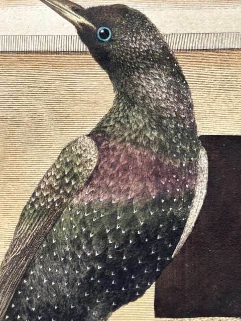 Antique Bird Print, Starling & White-throated Dipper by Nozeman & Sepp, 1770, view 10